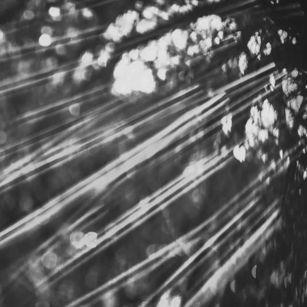 Detalle en blanco y negro de una fotografía, mentoría para fotógrafos